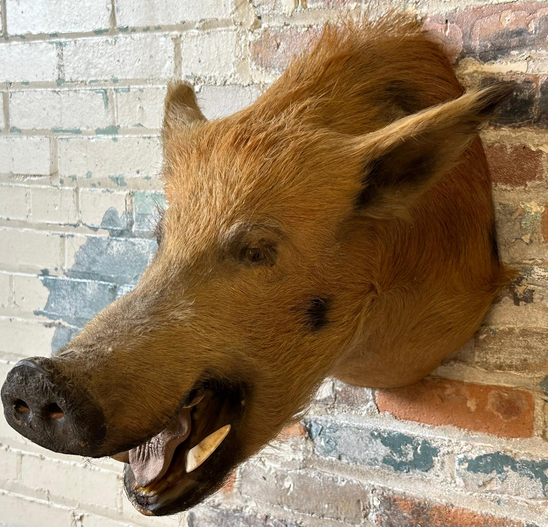 Wild Boar Taxidermy Head Mount