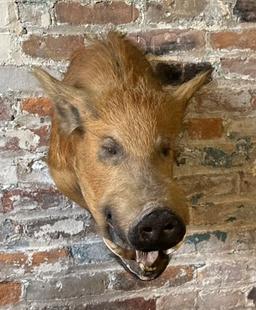 Wild Boar Taxidermy Head Mount