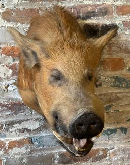 Wild Boar Taxidermy Head Mount