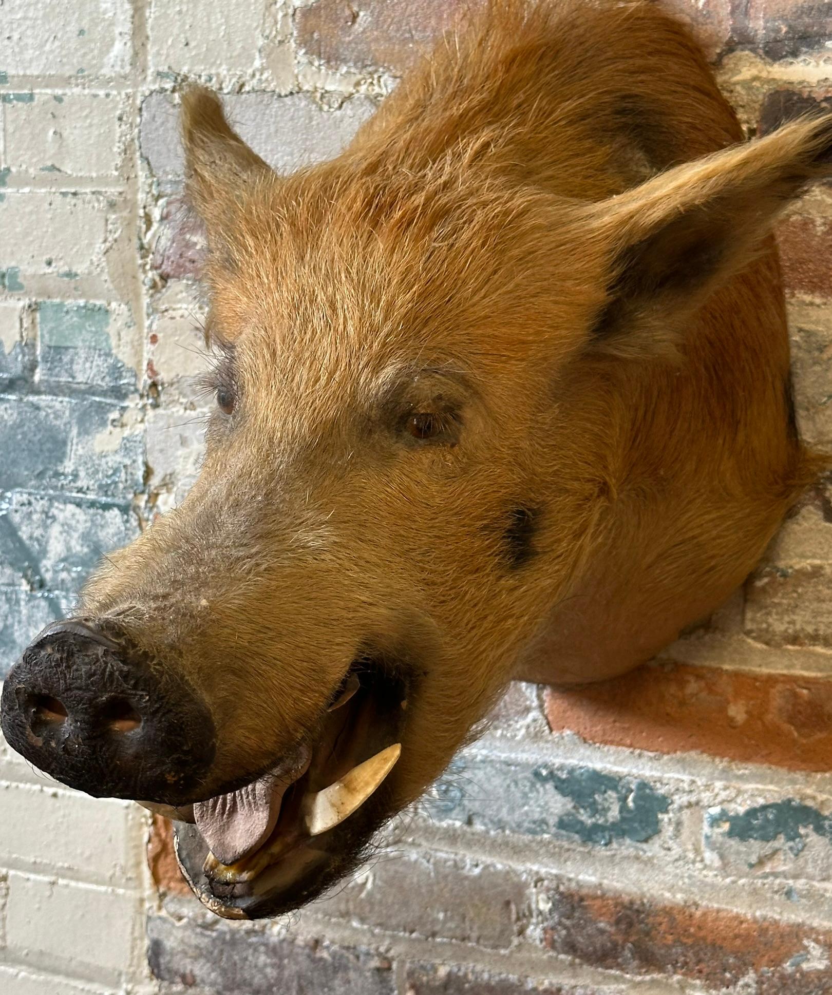 Wild Boar Taxidermy Head Mount