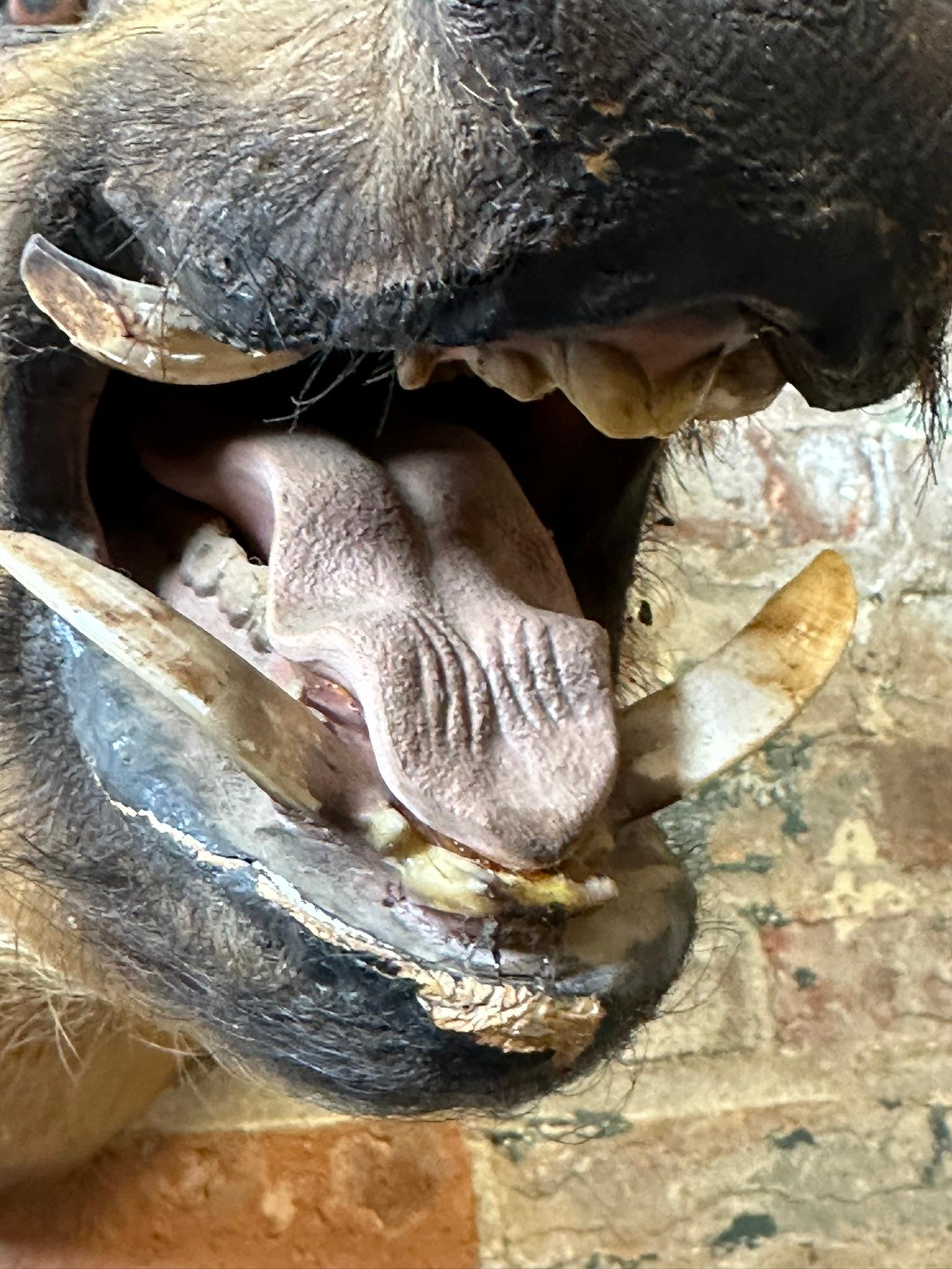 Wild Boar Taxidermy Head Mount