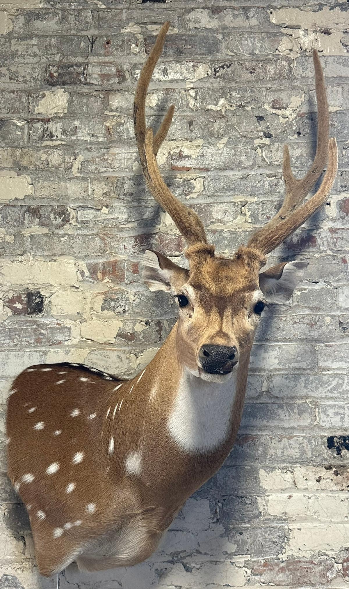 Spotted European Fallow Deer Side Mount w/ Felted Antlers