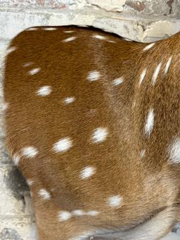 Spotted European Fallow Deer Side Mount w/ Felted Antlers