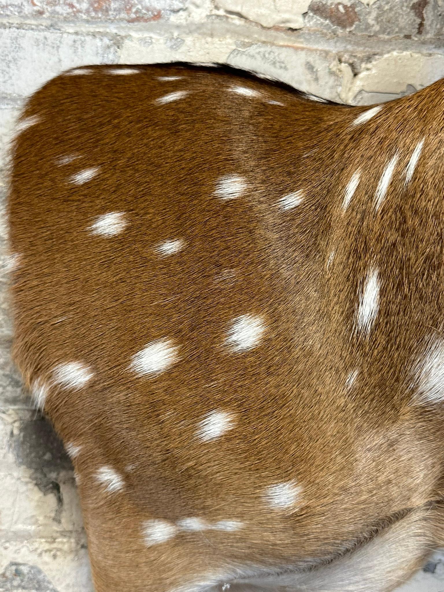 Spotted European Fallow Deer Side Mount w/ Felted Antlers