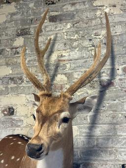 Spotted European Fallow Deer Side Mount w/ Felted Antlers