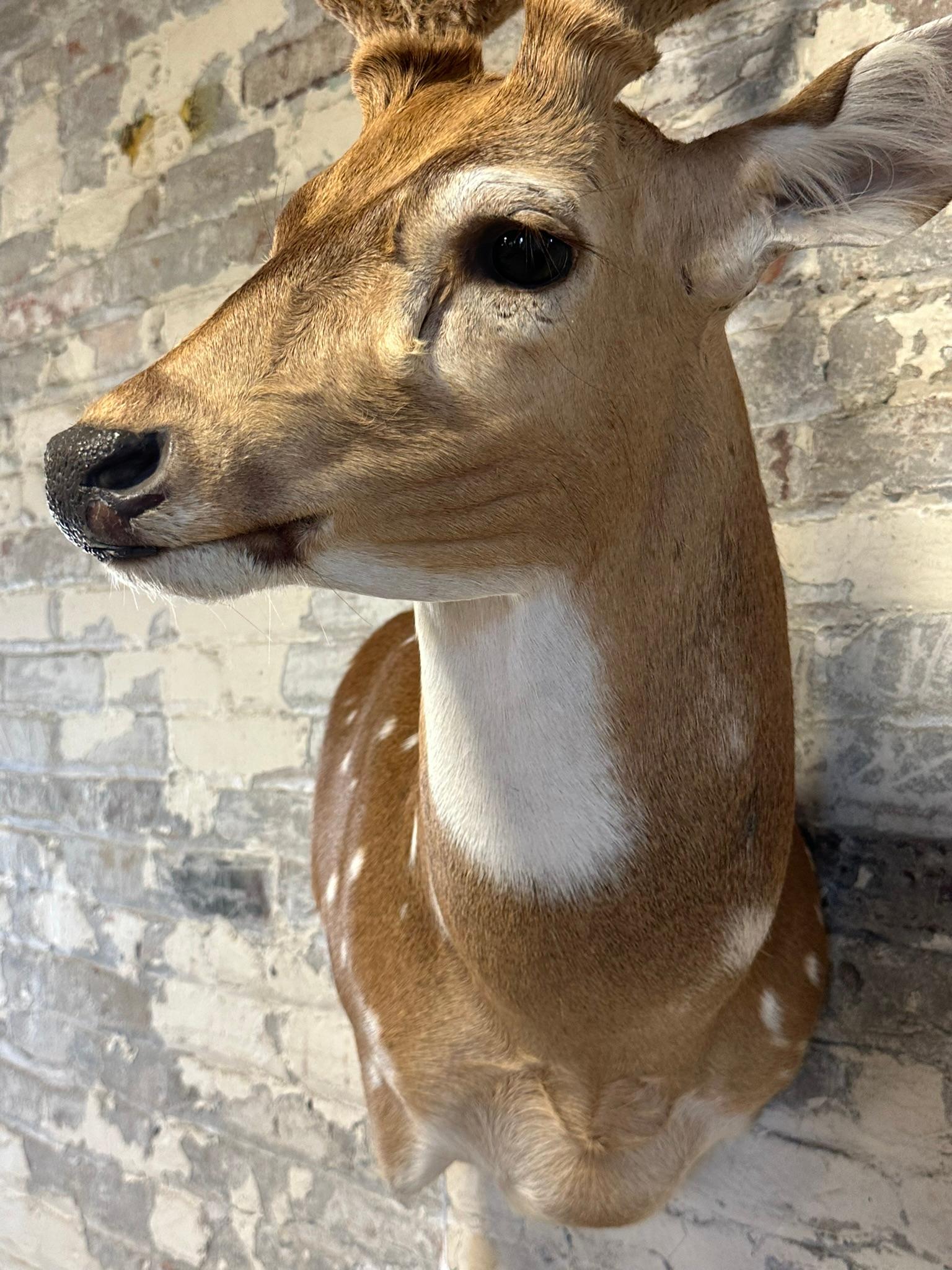 Spotted European Fallow Deer Side Mount w/ Felted Antlers