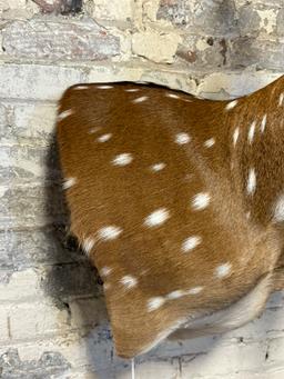 Spotted European Fallow Deer Side Mount w/ Felted Antlers