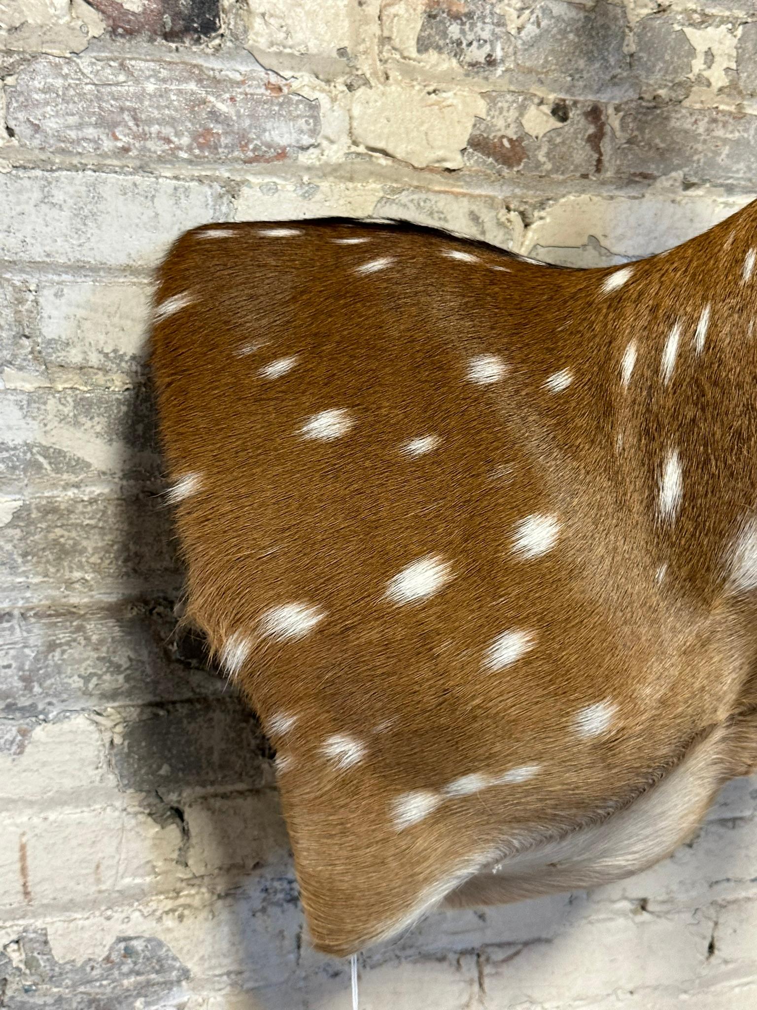 Spotted European Fallow Deer Side Mount w/ Felted Antlers