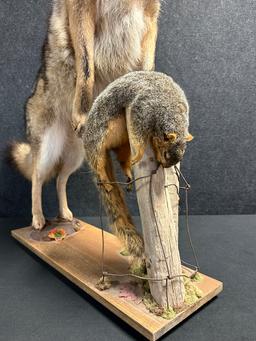 Full Size Coyote On Hind Legs Standing Over Brown Squirrel Taxidermy Mount