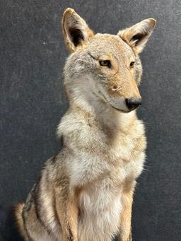 Full Size Coyote On Hind Legs Standing Over Brown Squirrel Taxidermy Mount