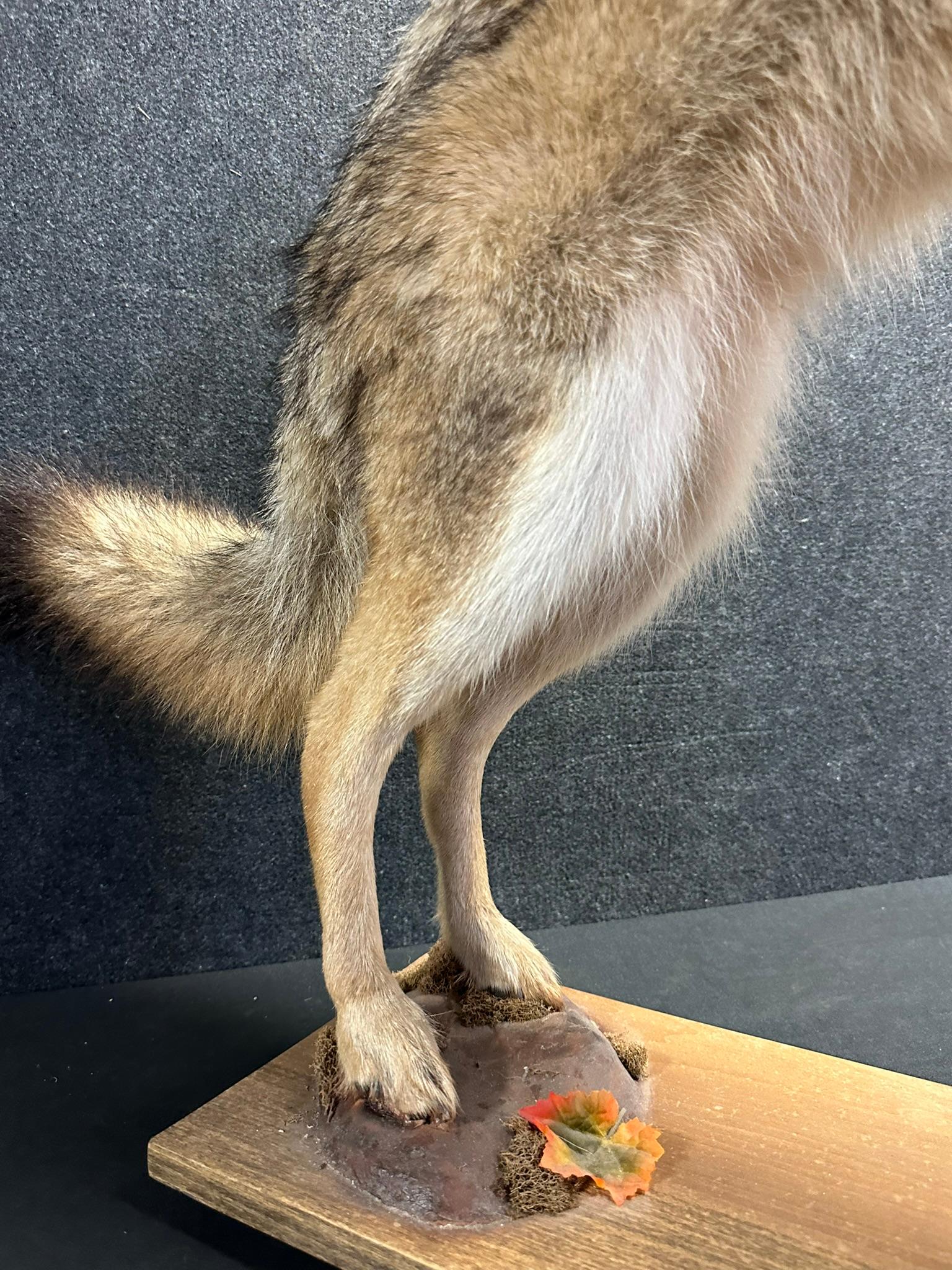 Full Size Coyote On Hind Legs Standing Over Brown Squirrel Taxidermy Mount