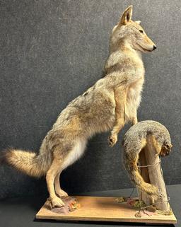 Full Size Coyote On Hind Legs Standing Over Brown Squirrel Taxidermy Mount