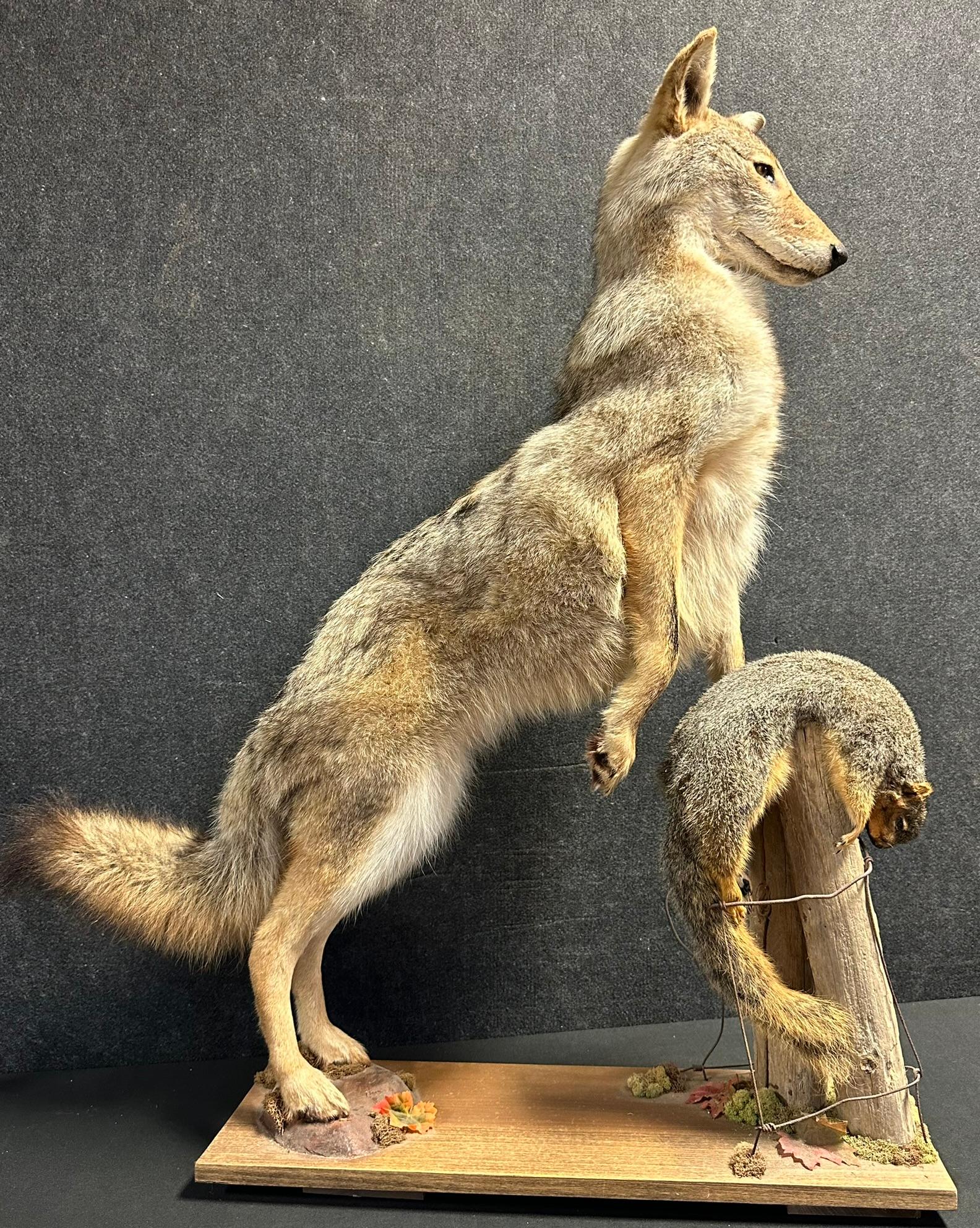 Full Size Coyote On Hind Legs Standing Over Brown Squirrel Taxidermy Mount