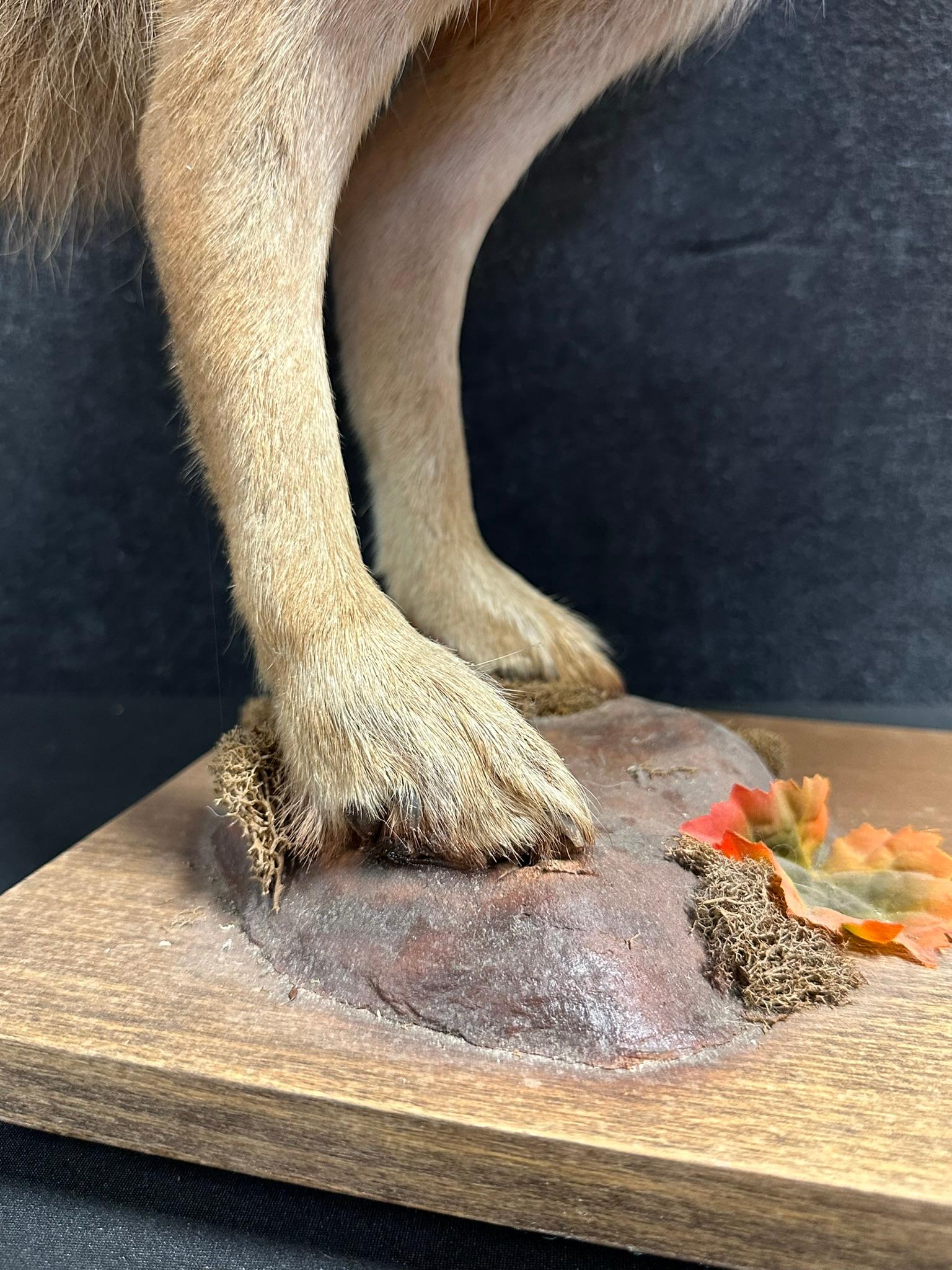 Full Size Coyote On Hind Legs Standing Over Brown Squirrel Taxidermy Mount