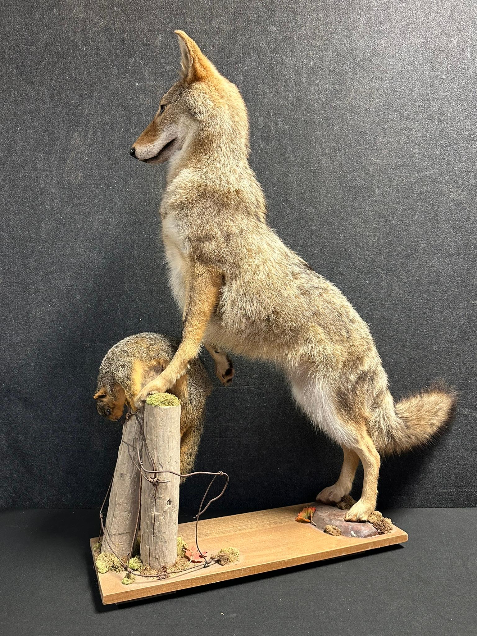 Full Size Coyote On Hind Legs Standing Over Brown Squirrel Taxidermy Mount