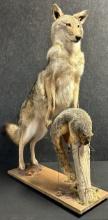 Full Size Coyote On Hind Legs Standing Over Brown Squirrel Taxidermy Mount