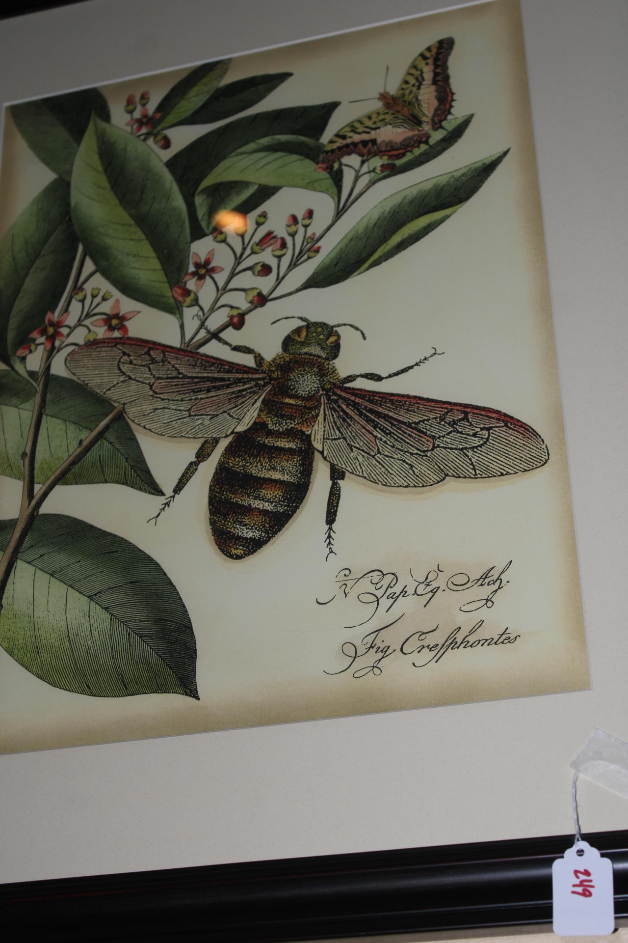 Honey Bee and Butterfly Lithograph