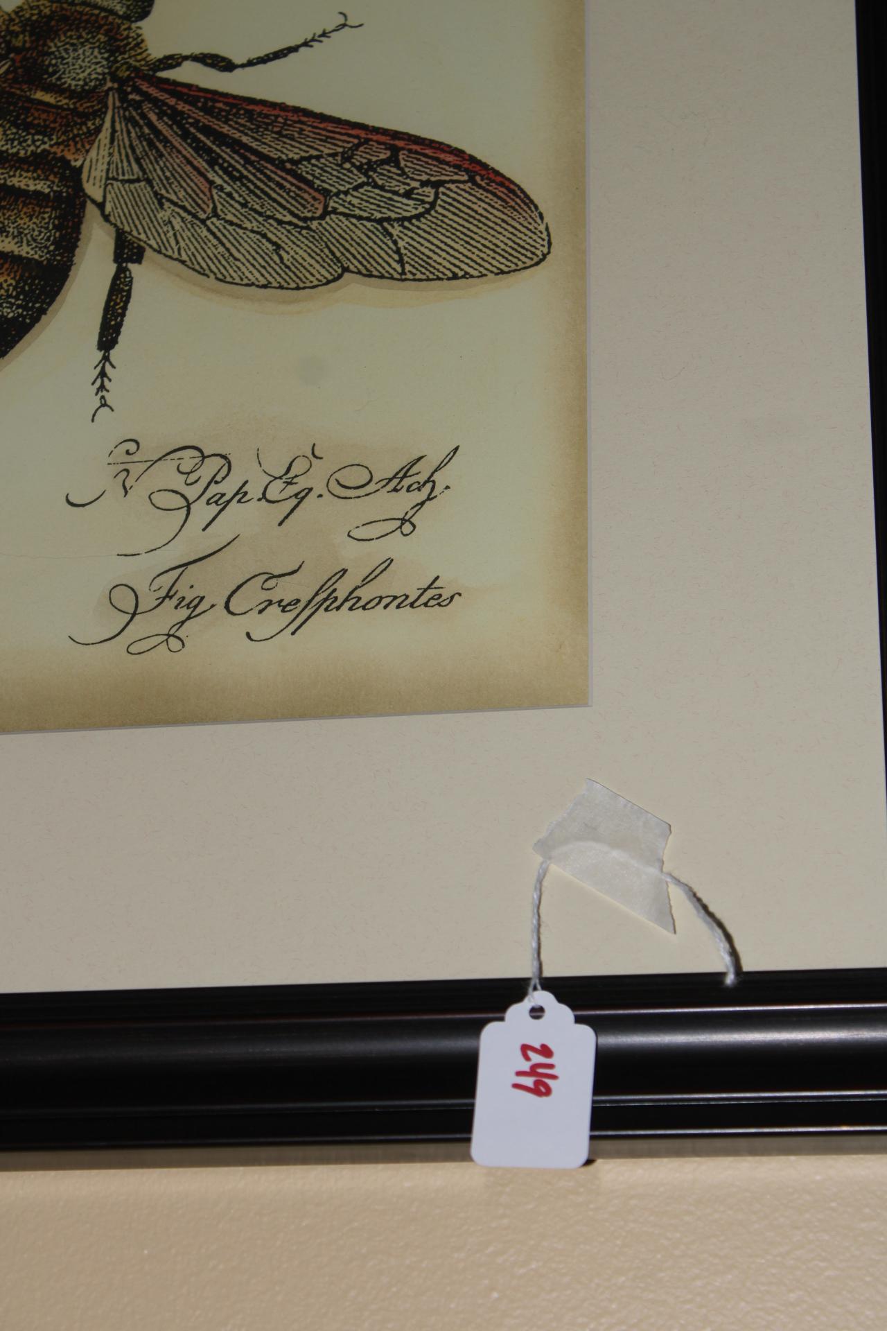 Honey Bee and Butterfly Lithograph
