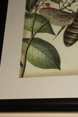Honey Bee and Butterfly Lithograph
