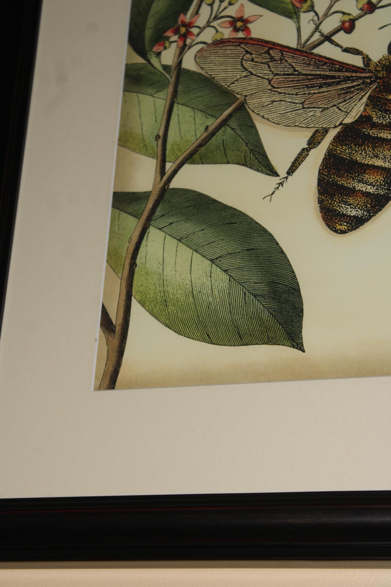 Honey Bee and Butterfly Lithograph