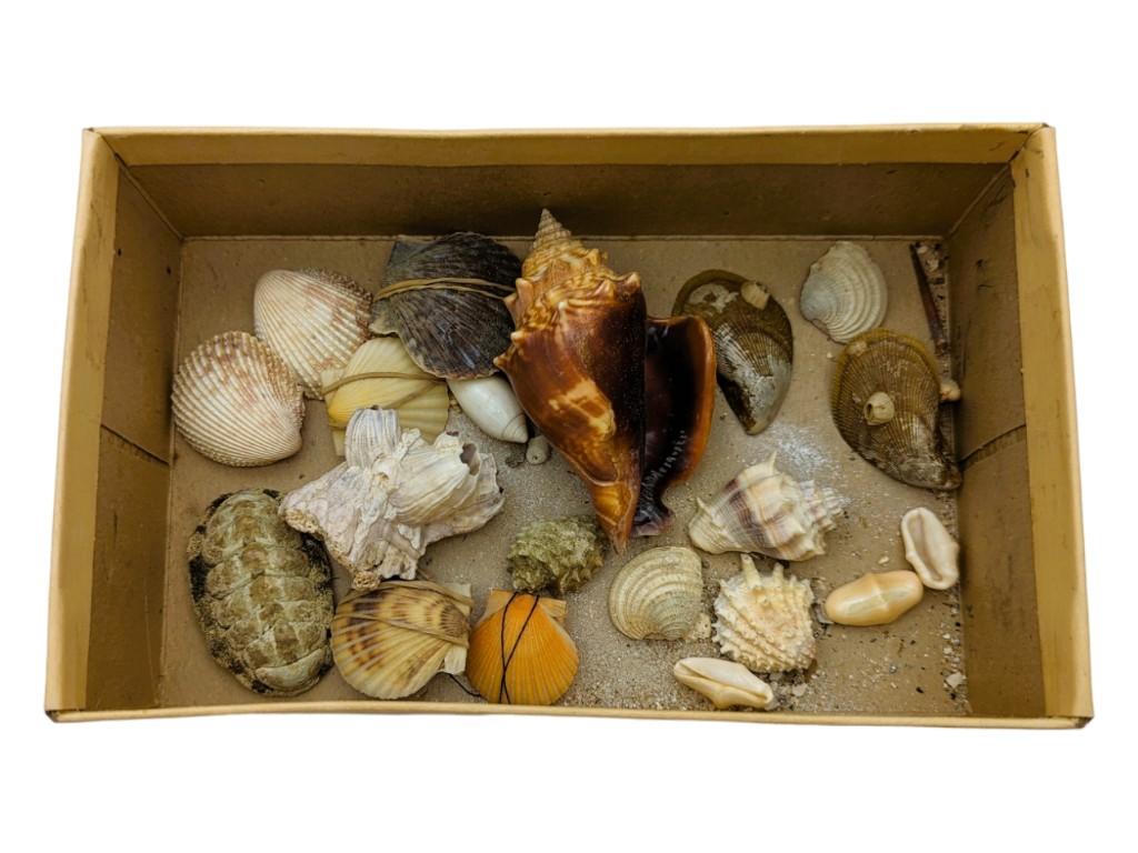 Lot of Seashells in Box