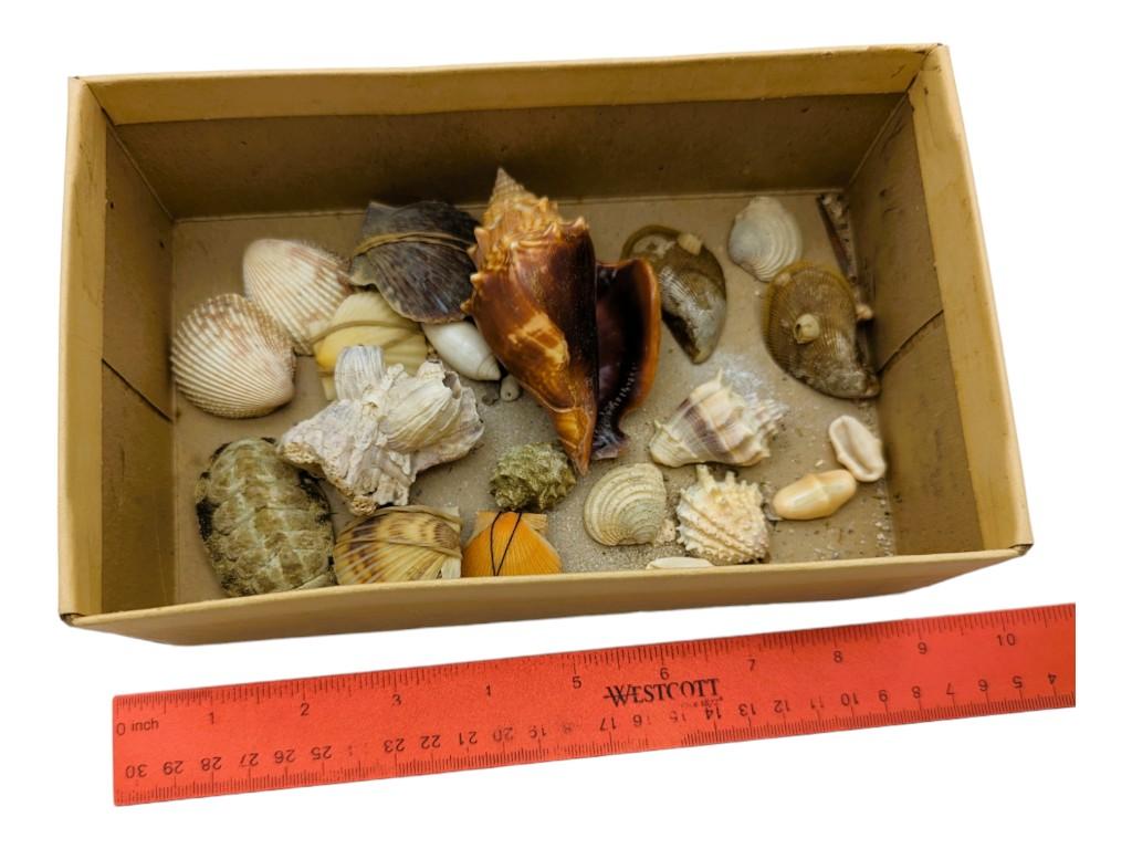 Lot of Seashells in Box