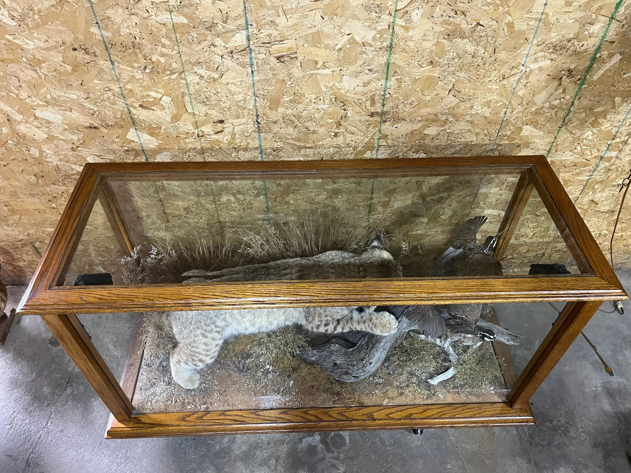 Bobcat and Bobwhites Taxidermy Mounts