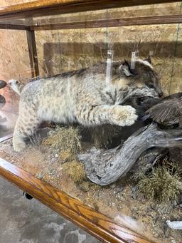 Bobcat and Bobwhites Taxidermy Mounts