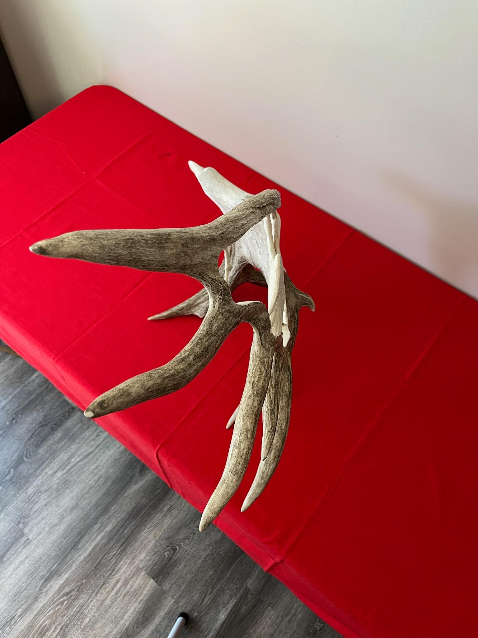 Moose Antler Master Carving By Tom Cooper "Eagles Landing"