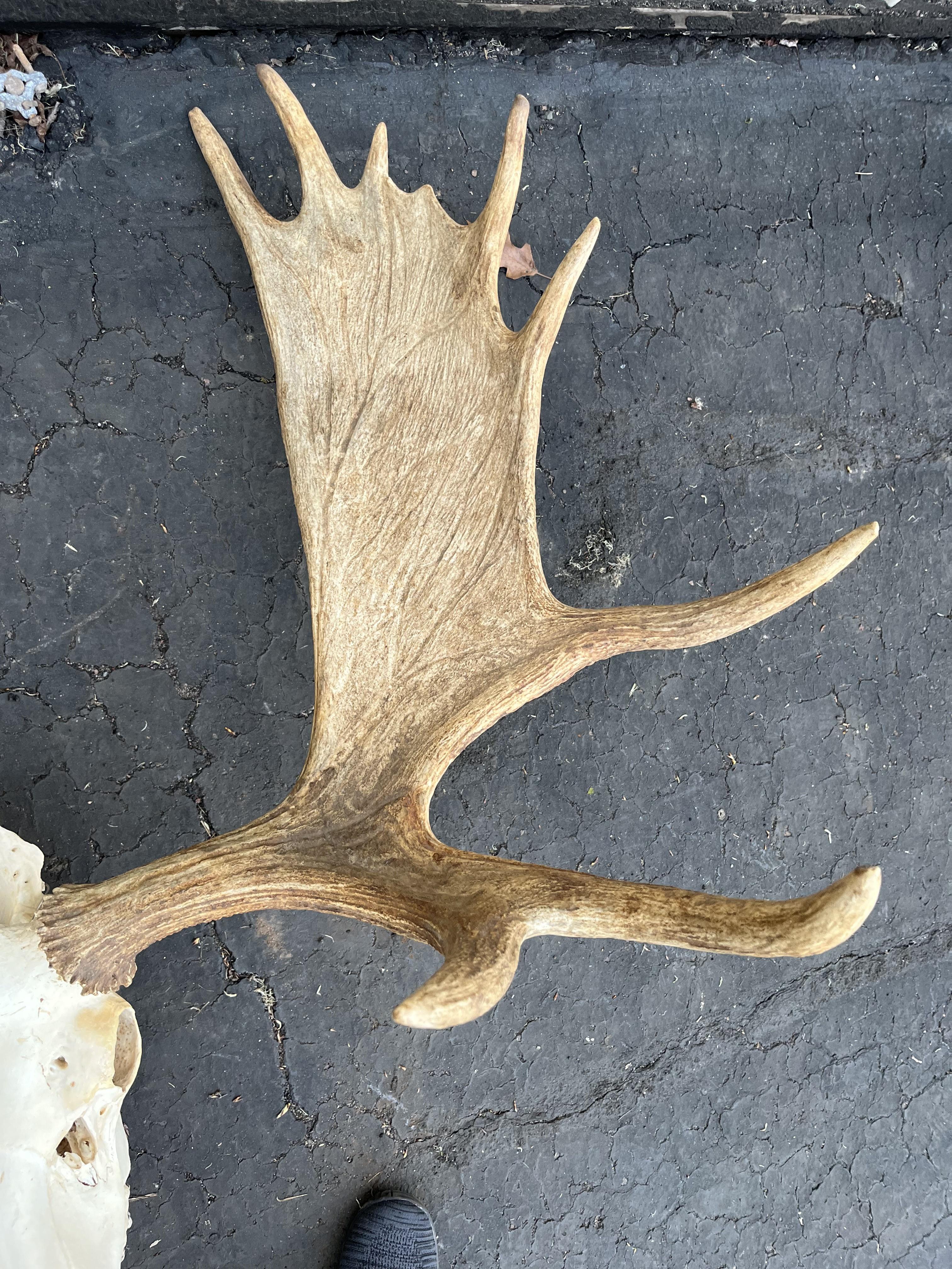 Moose Taxidermy European Skull Mount