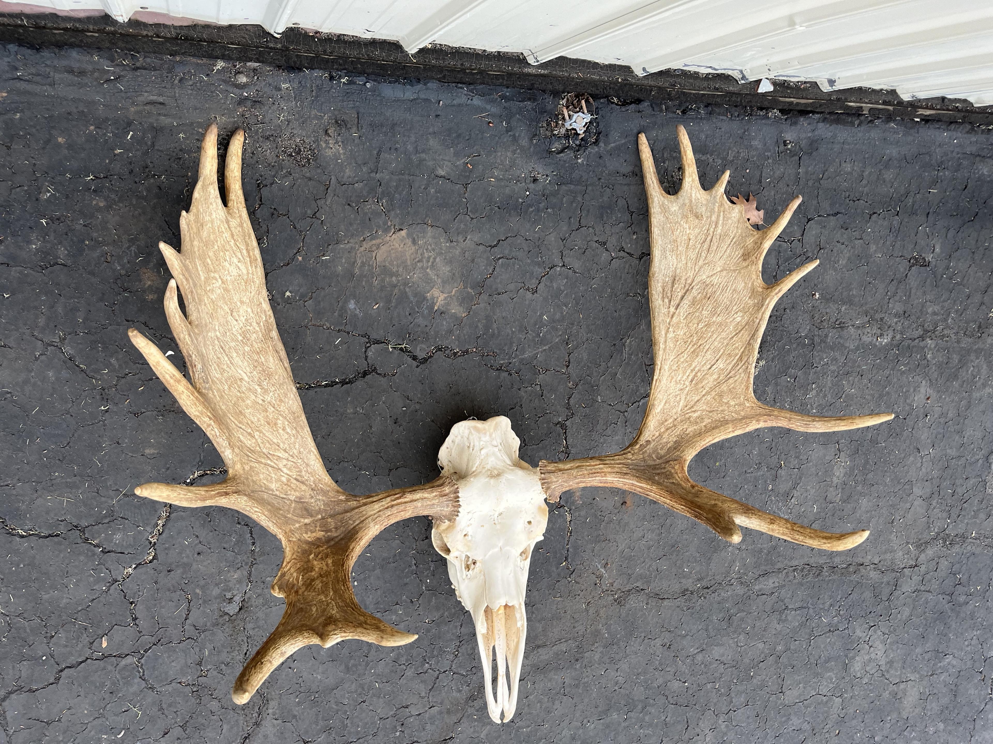 Moose Taxidermy European Skull Mount