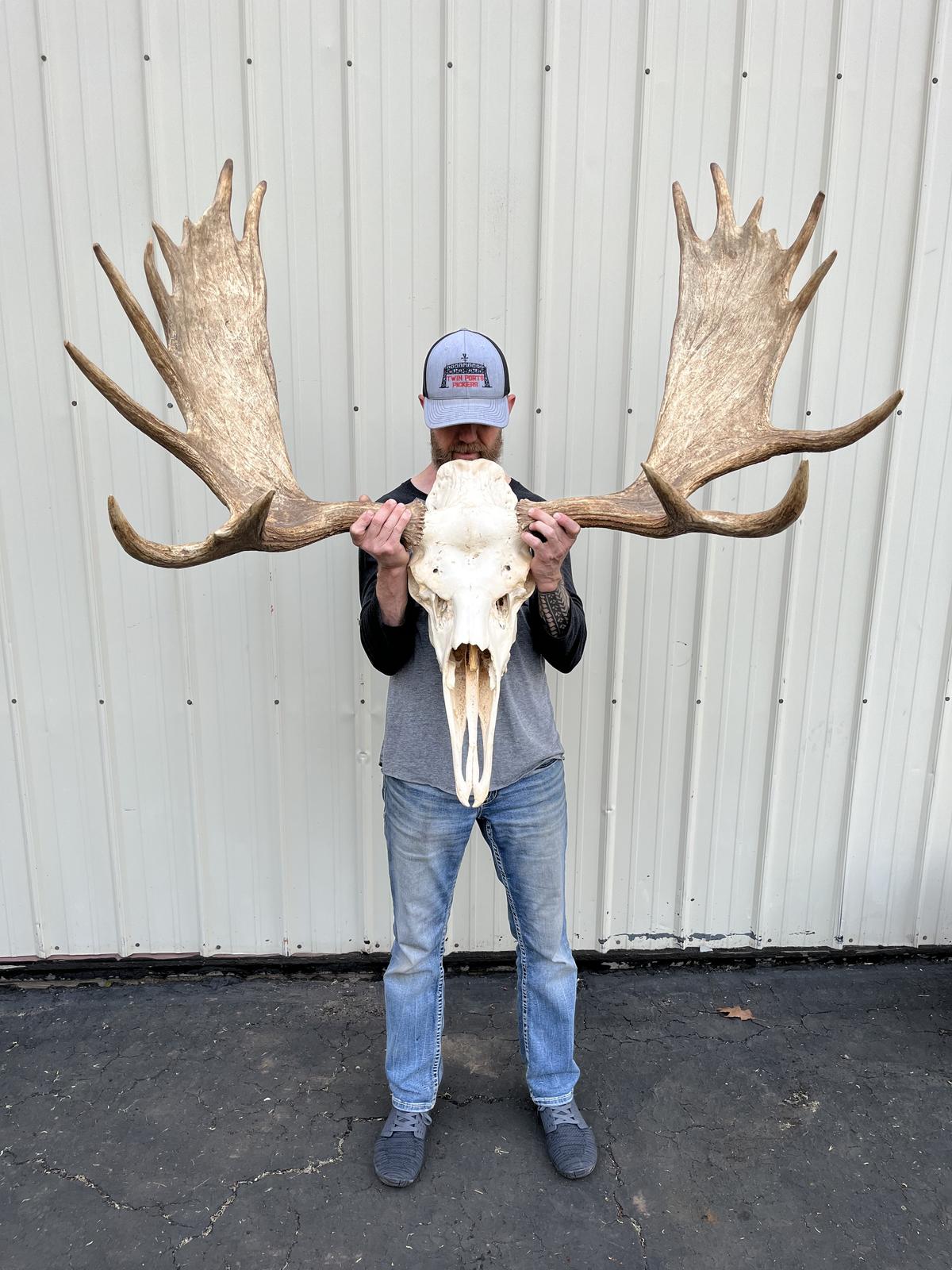 Moose Taxidermy European Skull Mount