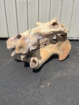 Hippopotamus Skull-No Tusks/Ivory