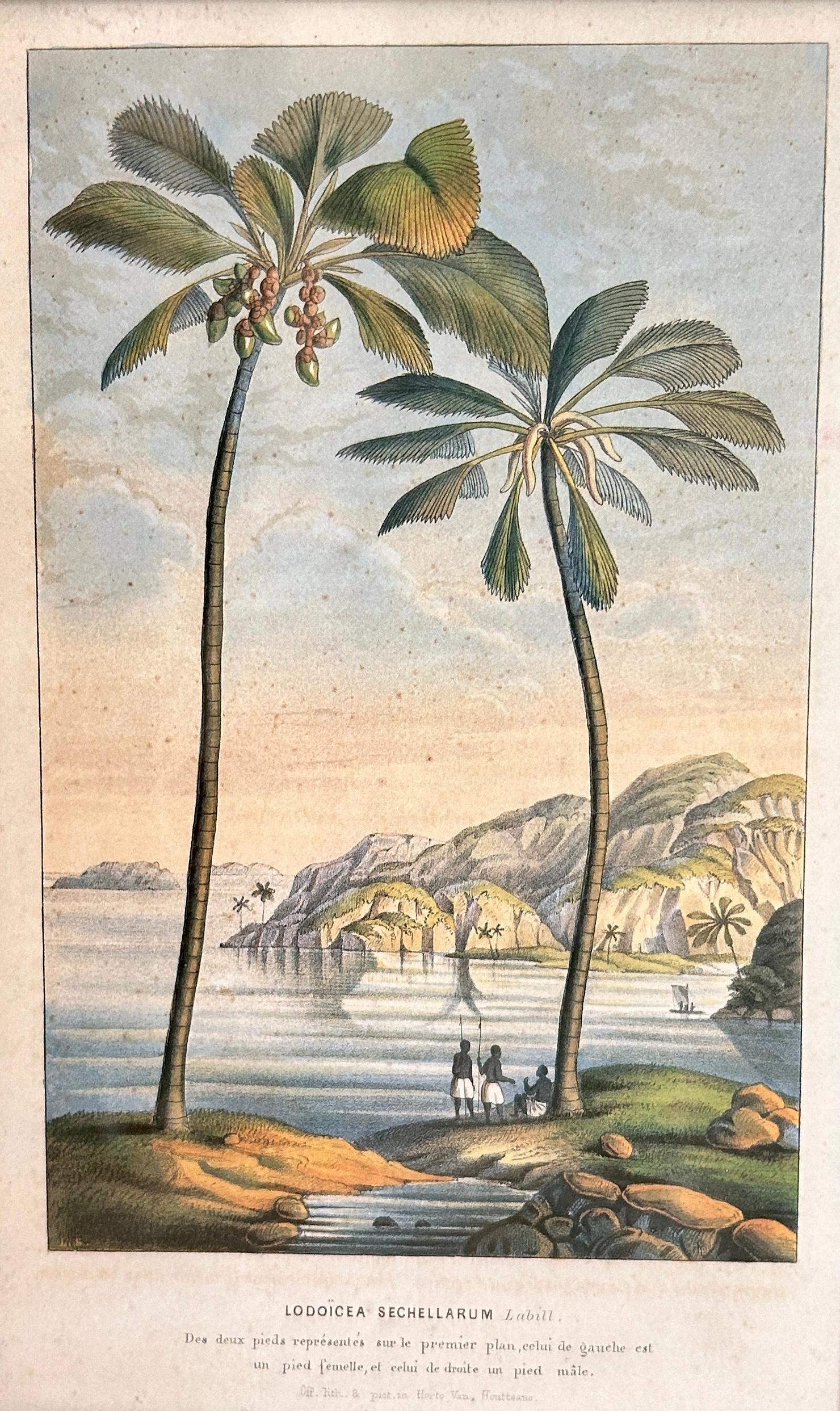 Horto Van Houtteano Polynesian Botanical Prints