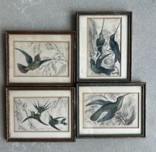(3) Antique Hummingbird Etchings