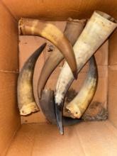 Box of Bull Horns