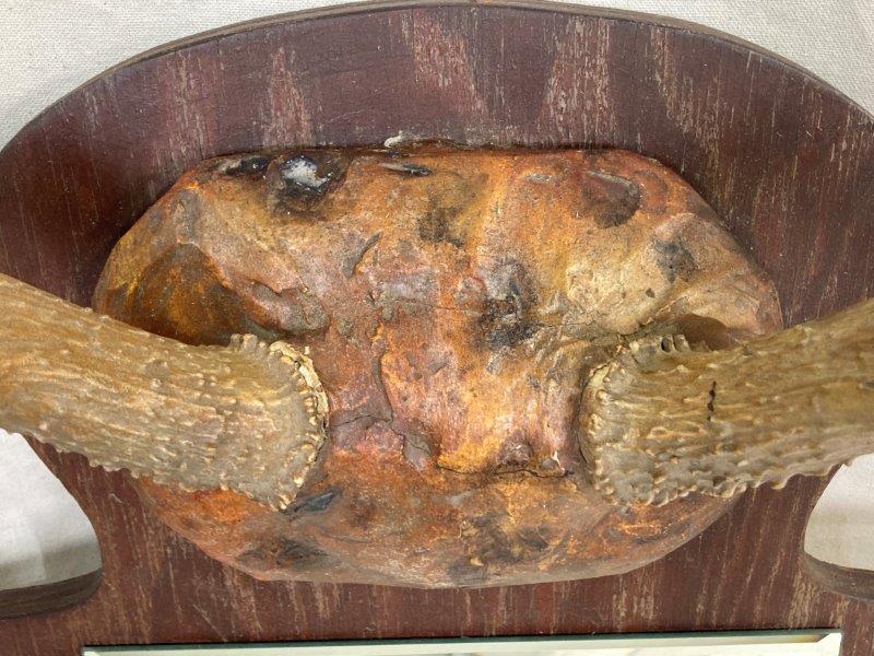 Large Mounted Antler Rack with Mirror