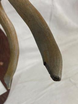 Large Mounted Antler Rack with Mirror