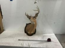 Deer Head Mount