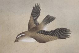 Exception Cat and Bird Japanese Painting