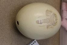 Ostrich Egg