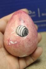 Pink Stone Fish