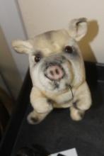 Japan Kamar Mohair Pig