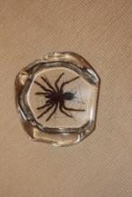 Lucite Spider Brock