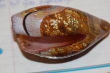 Art Glass Shell