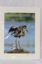 A Signed Bird Photograph