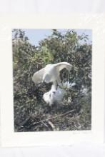 A Signed Bird Photograph
