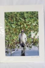 A Signed Bird Photograph