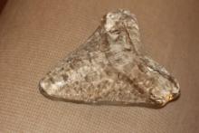 Shark Tooth Motief Glass Paperweight