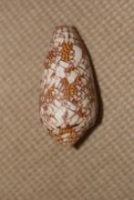Conch Shell